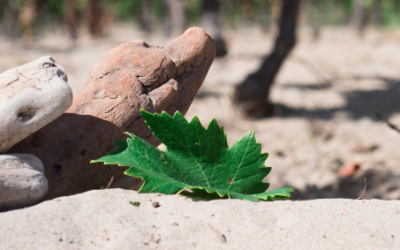 Les vins de sable